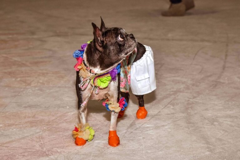 Halifax Humane Society 2 768x513